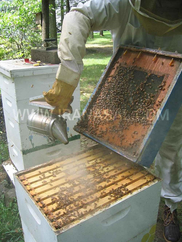 بازدید از کندو پس از گذشت فصل زمستان
