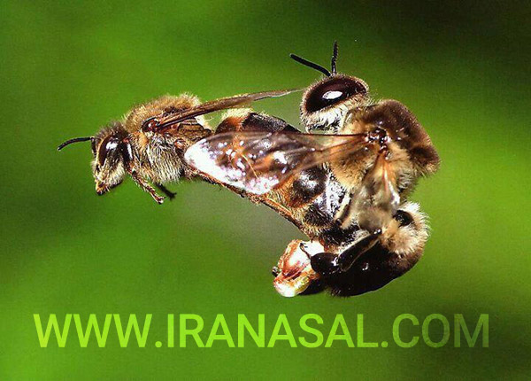 اجزاء تشکیل دهنده کلنی زنبور عسل | قسمت سوم