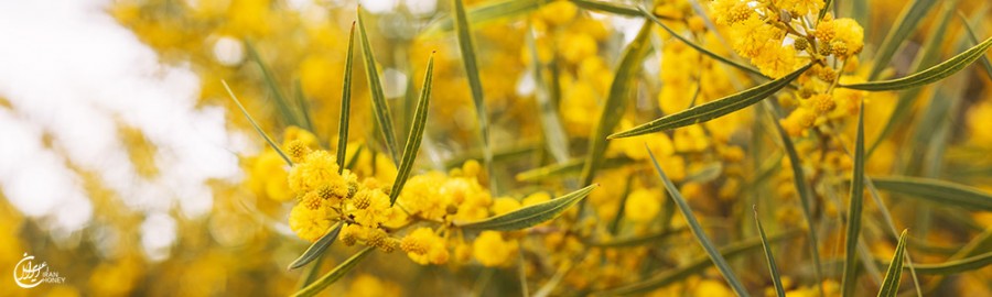 آشنایی با درخت اقاقیا ؛ منبعی از شهد گوارا