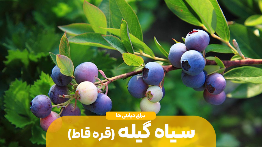 دیابت و نقش سیاه گیله در درمان آن
