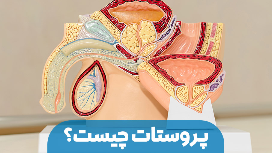 پروستات چیست؟