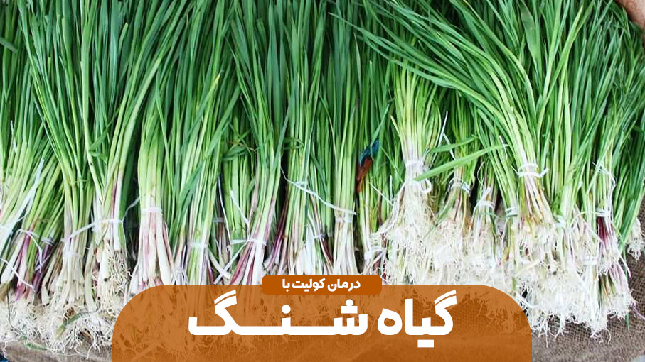 گیاه شنگ و درمان کولیت 