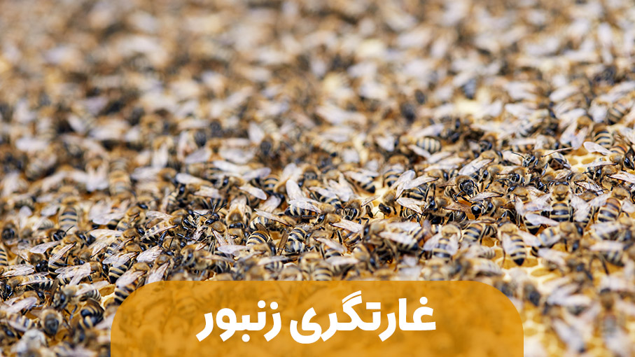 زنبور عسل و روحیه غارتگری