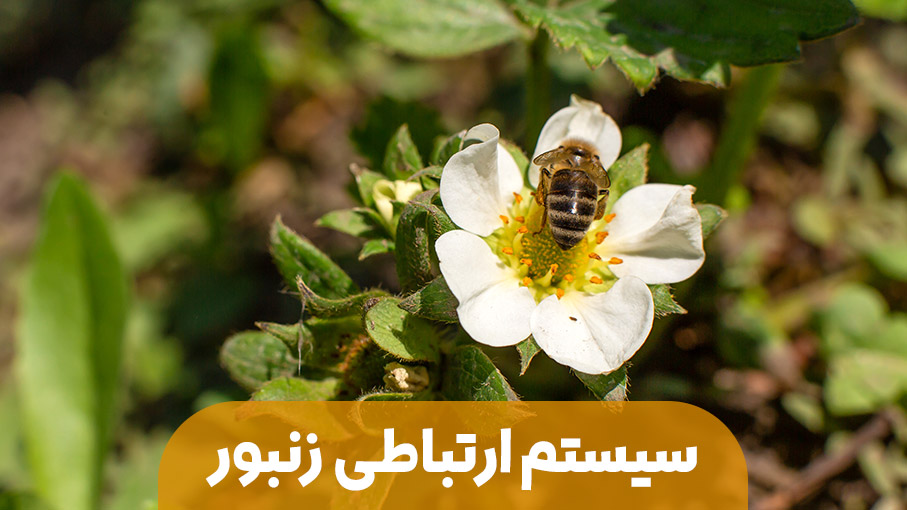 سیستم ارتباطی زنبور عسل
