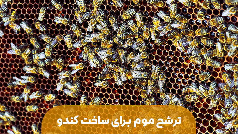 ترشح موم توسط زنبور عسل برای ساخت شان