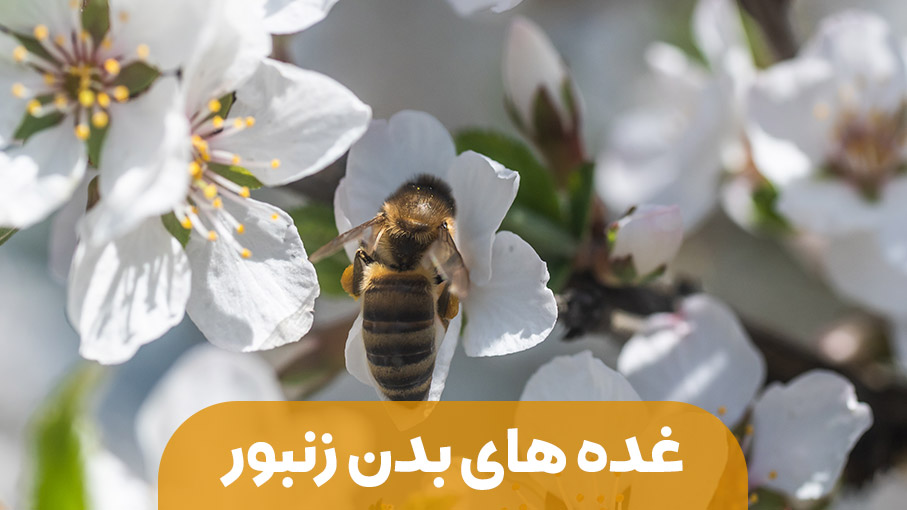 انواع غده در بدن زنبور عسل