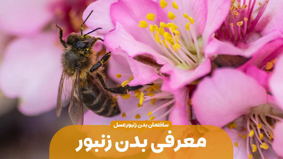 ساختمان بدن زنبور عسل – مقدمه