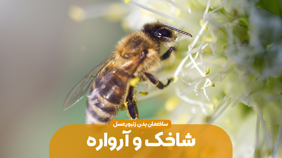 ساختمان بدن زنبور عسل – شاخک و آرواره