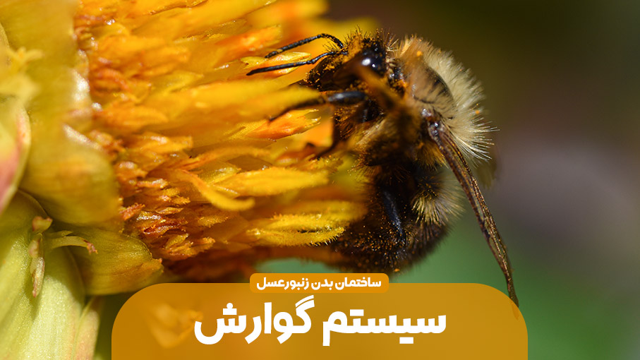 ساختمان بدن زنبور عسل – سیستم گوارش و تنفس