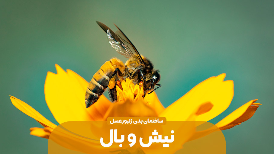 ساختمان بدن زنبور عسل – نیش و بال