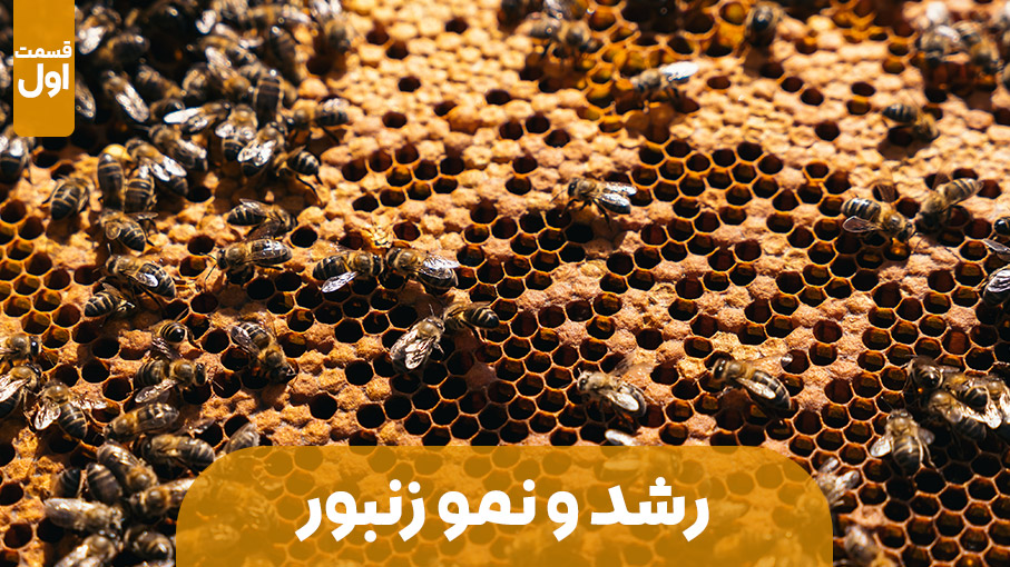 مراحل رشد و نمو زنبور عسل | قسمت اول