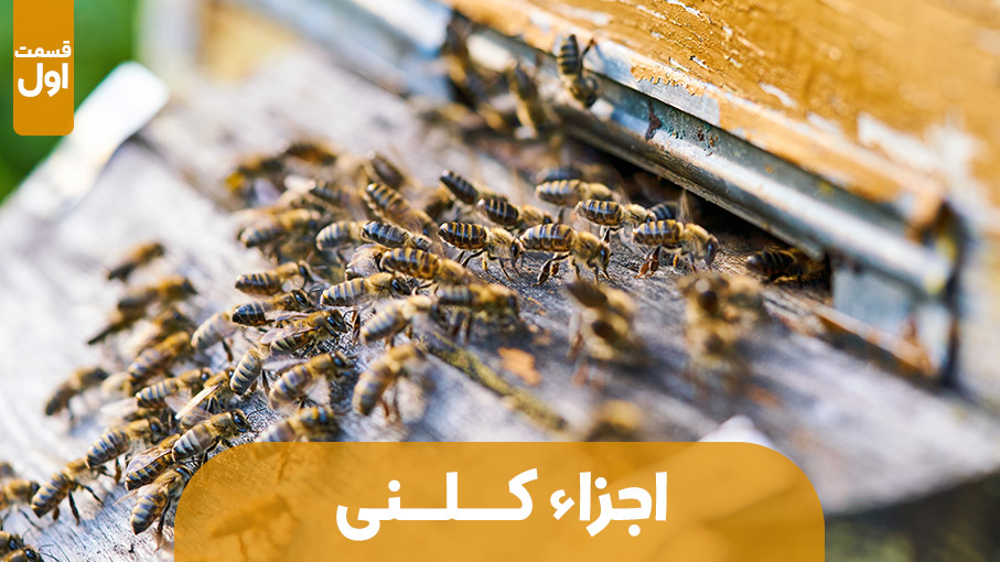 اجزاء تشکیل دهنده کلنی زنبور عسل | قسمت اول