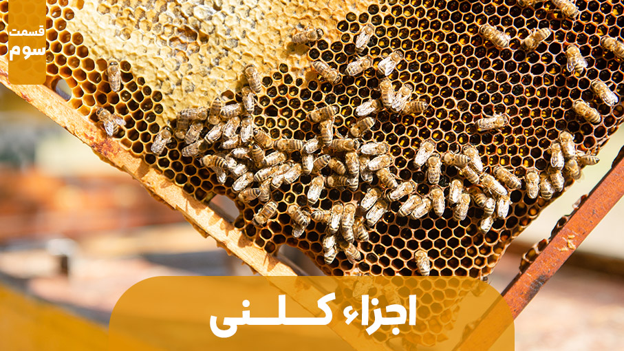 اجزاء تشکیل دهنده کلنی زنبور عسل | قسمت سوم