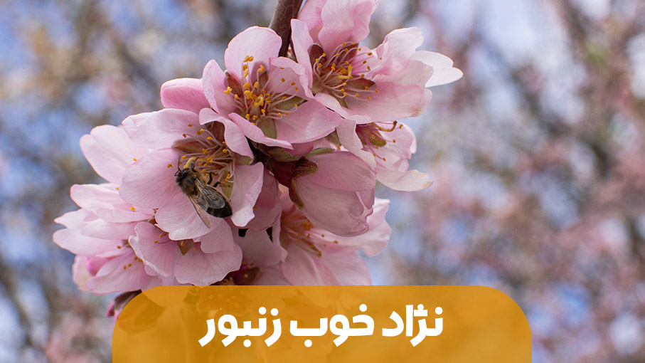ویژگی های یک نژاد خوب زنبور عسل