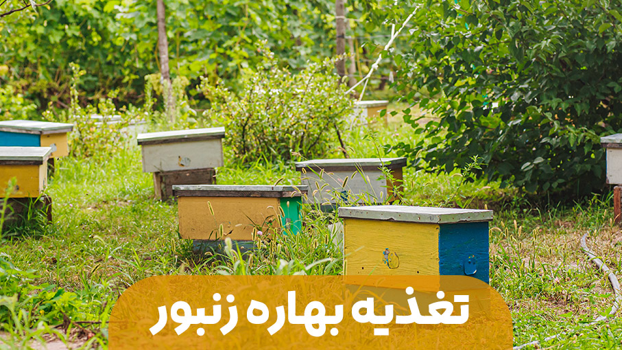 تغذیه بهاره زنبور عسل