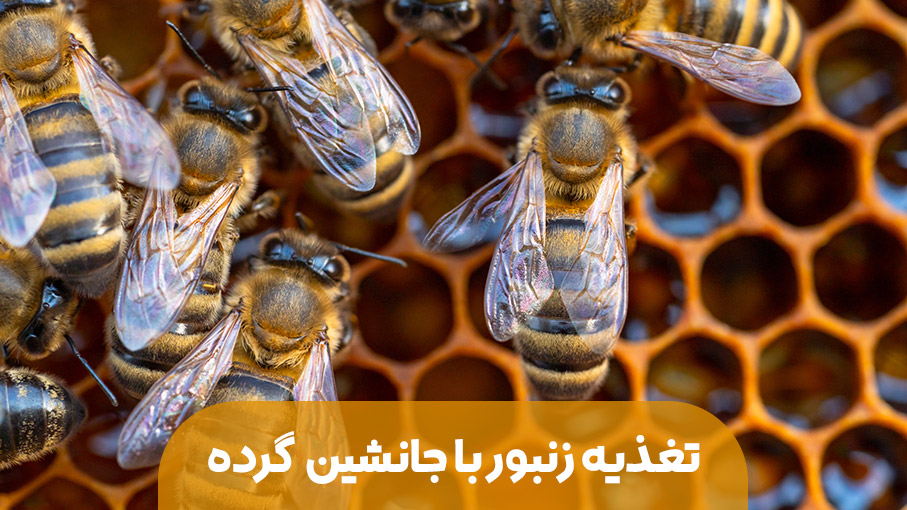 تغذیه زنبور عسل با جانشین های گرده