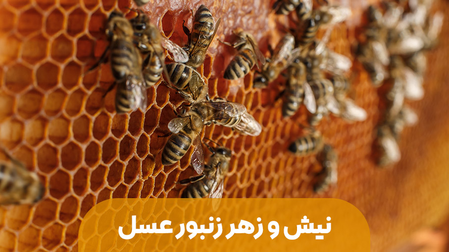 نیش و زهر زنبورعسل