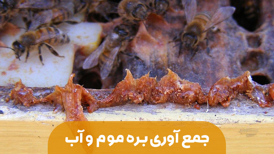 جمع آوری بره موم و آب توسط زنبور عسل