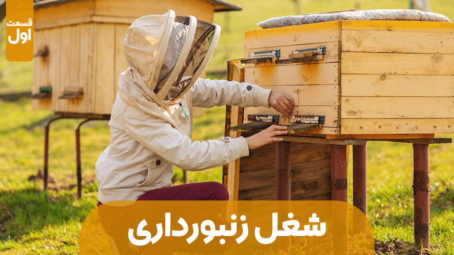 معرفی شغل : زنبورداری – قسمت اول