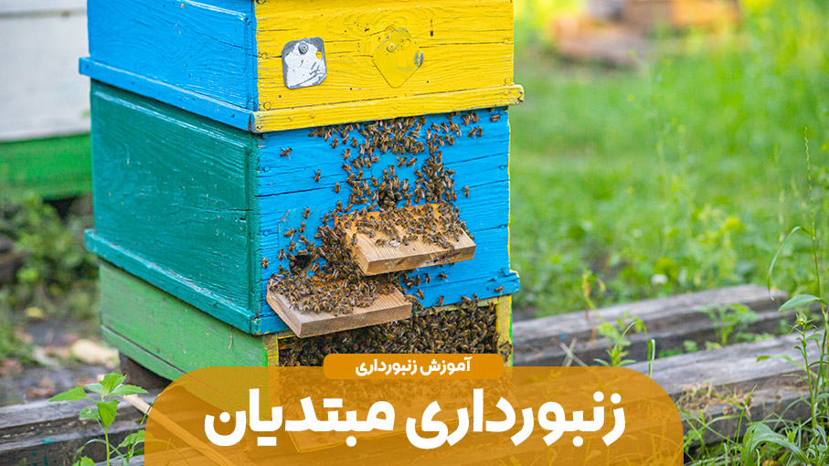 راه های شروع پرورش زنبور برای مبتدیان