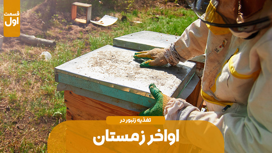 زنبور عسل و تغذیه آن در اواخر زمستان و اوایل بهار - قسمت اول
