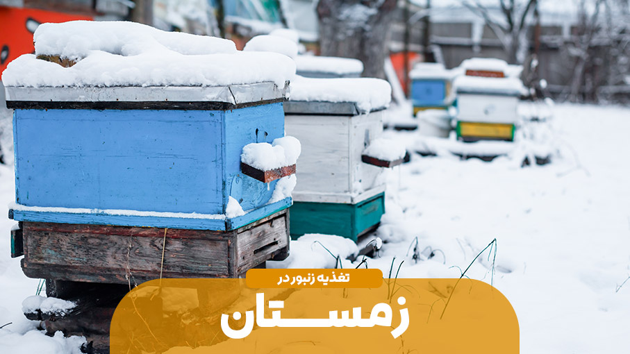 تغذیه زنبور عسل در زمستان