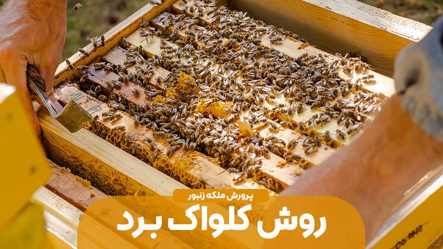 پرورش ملکه زنبور عسل با روش جدید کلوآک برد یا   Cloake Board