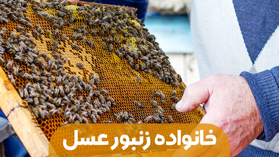 تمام خانواده زنبور عسل – قسمت سوم