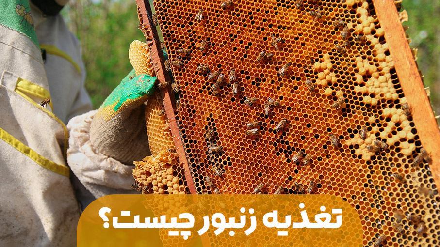 تغذیه زنبور عسل
