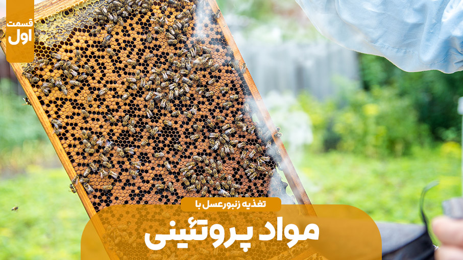 مواد پروتئینی در تغذیه زنبور عسل – قسمت اول