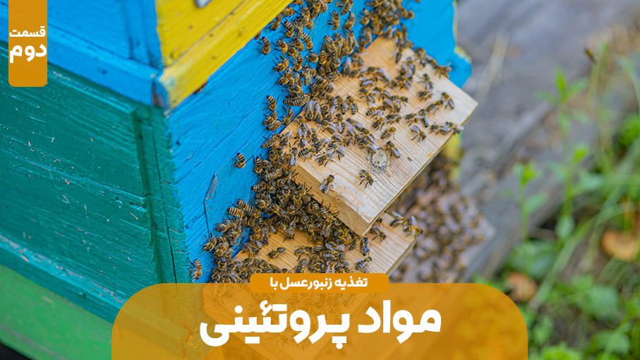 مواد پروتئینی در تغذیه زنبور عسل – قسمت دوم