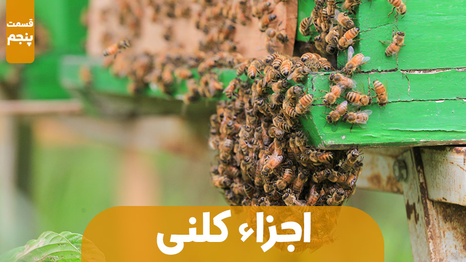 اجزاء تشکیل دهنده کلنی زنبور عسل | قسمت پنجم (پایانی)