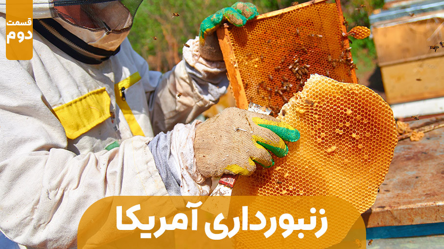 زنبورداری در آمریکا - قسمت دوم