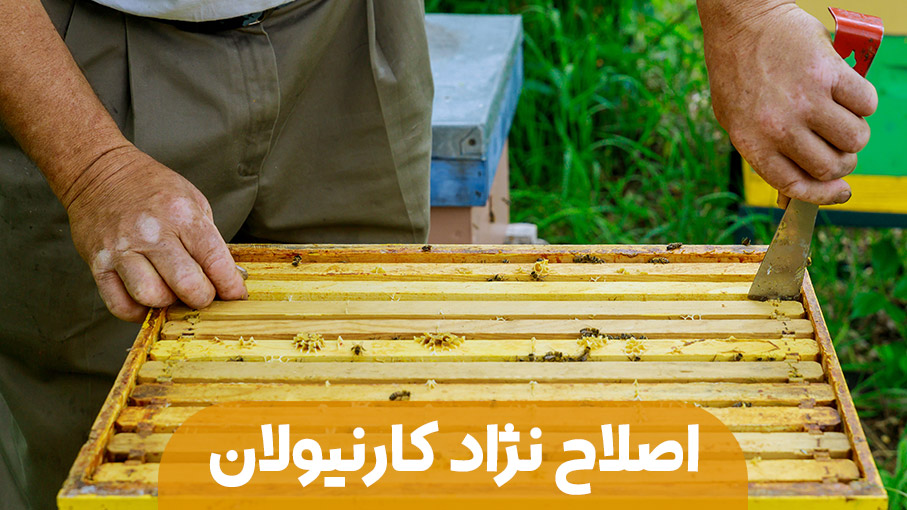 اهداف اصلاح نژادی زنبور عسل کارنیولان 