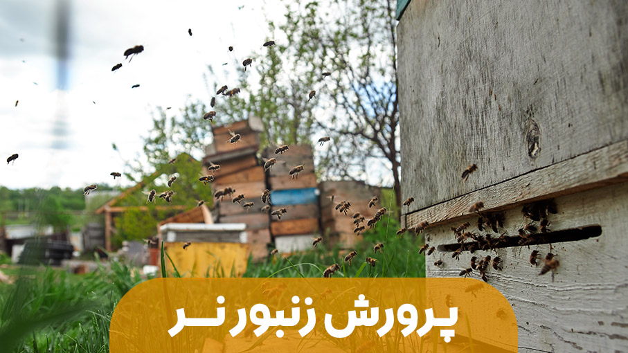 پرورش زنبور نر برای تولید اسپرم قوی