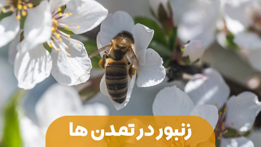حضور عمیق زنبور عسل در فرهنگ و تمدن گذشته