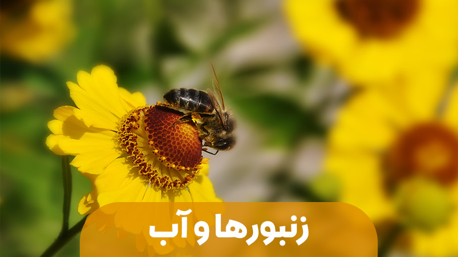 نقش آب در زندگی زنبور عسل