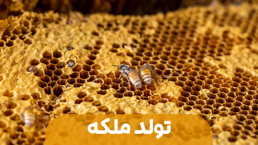 تولد ملکه و کندوی جدید 