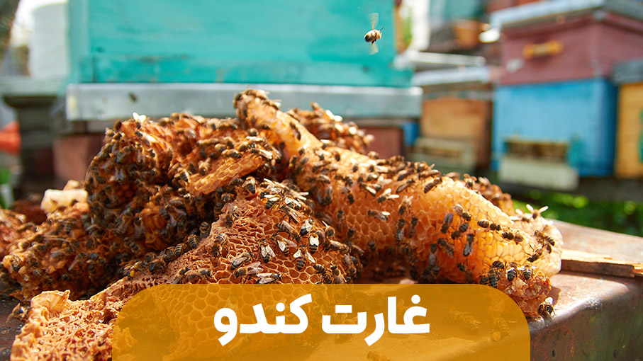 غارت کندو