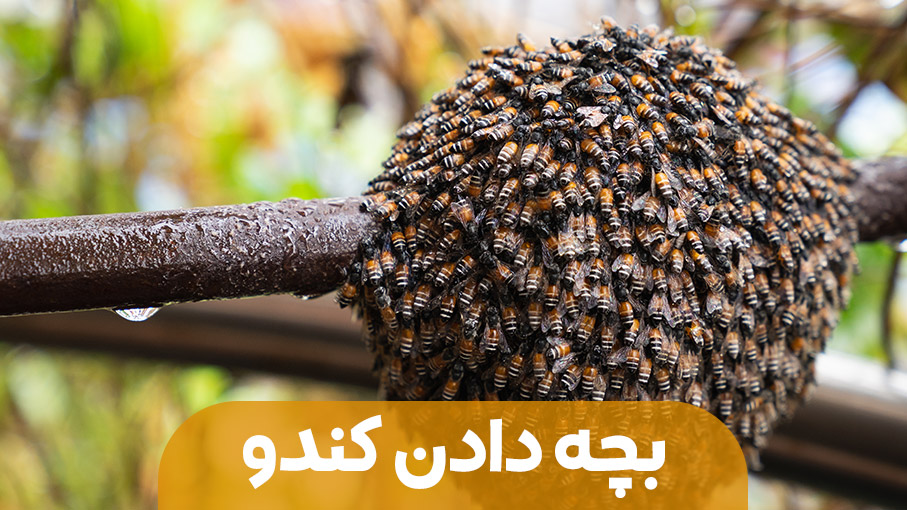 بچه دادن کندو و دلایل آن