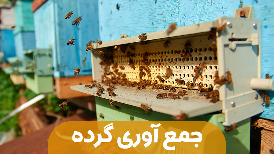 جمع آوری گرده از کندو