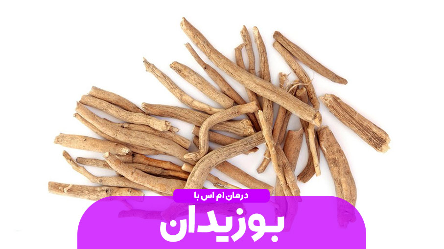 درمان MS با گیاه غافث و بوزیدان