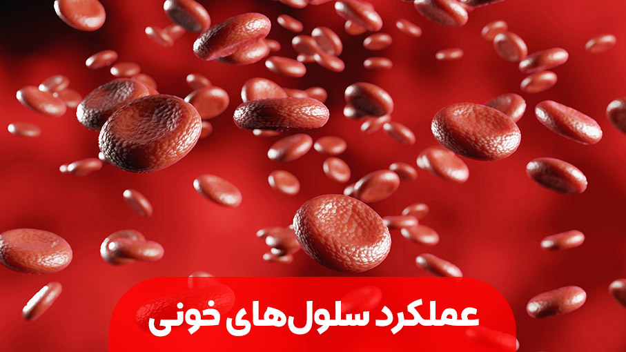 عملکرد سلول‌های خونی و نقش حیاتی آن‌ها در سلامت بدن