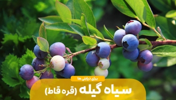 دیابت و نقش سیاه گیله در درمان آن