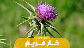 تاثیر خار مریم بر دیابت