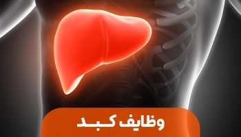 وظایف کبد؛ قهرمان خاموش بدن که بی‌وقفه کار می‌کند