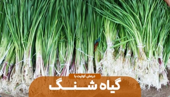گیاه شنگ و درمان کولیت 