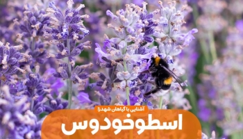 آشنایی با گیاه اسطوخودوس؛ این گیاه دارویی را بیشتر بشناسیم