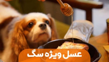 خواص عسل برای سگ ها + راهنمای خرید عسل ویژه انواع پت