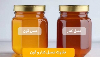 عسل کنار بهتره یا گون؟ مقایسه عسل کنار و گون